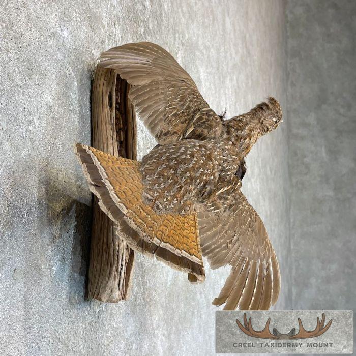 Ruffed Grouse Taxidermy Mount For Sale - Image 5