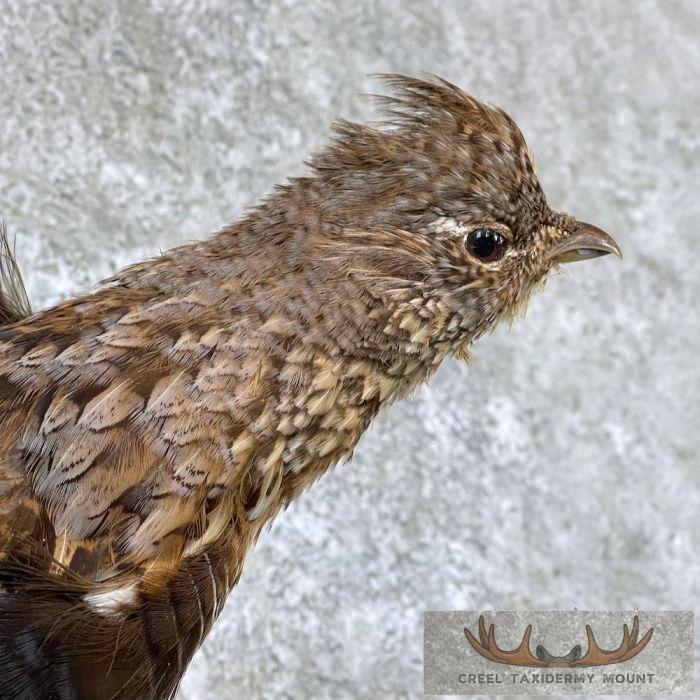Ruffed Grouse Taxidermy Mount For Sale - Image 6