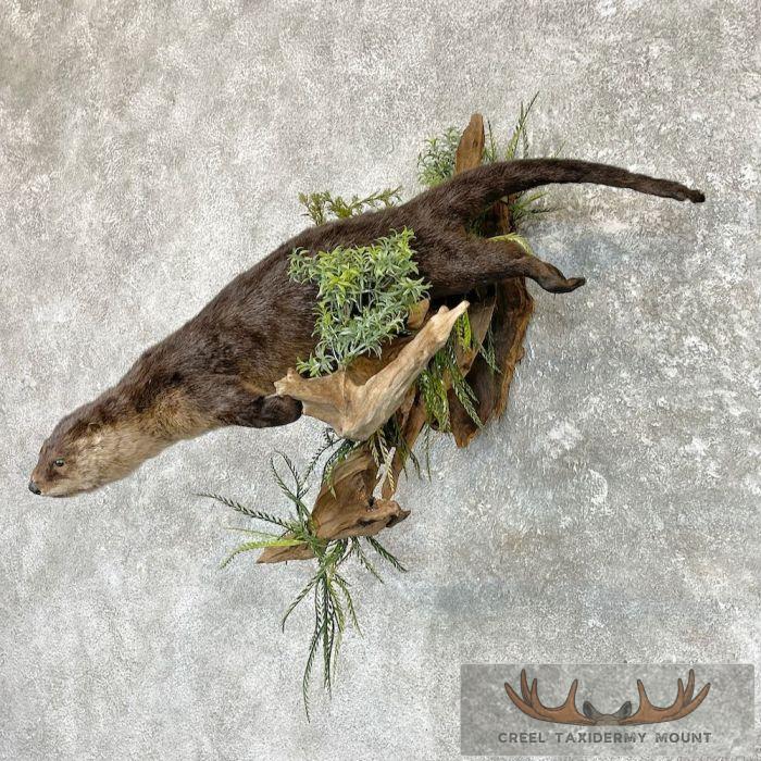 River Otter Life-Size Taxidermy Mount For Sale - Image 2