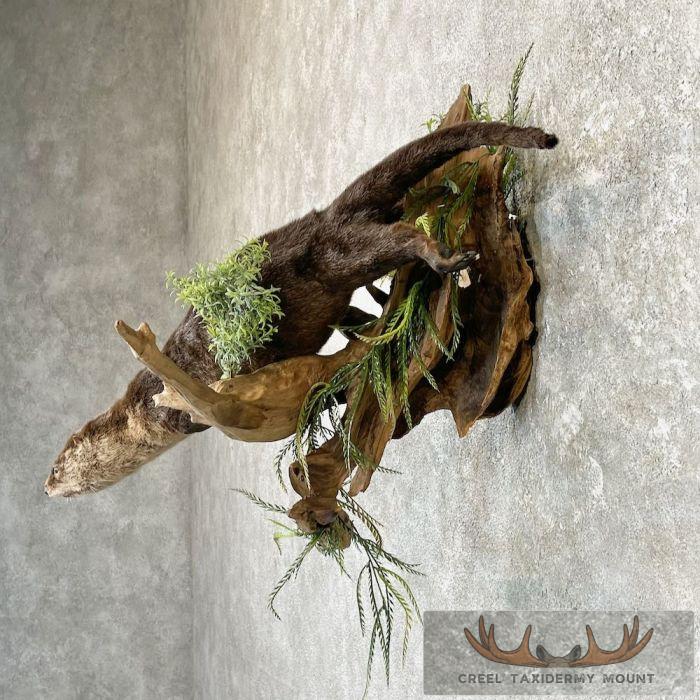 River Otter Life-Size Taxidermy Mount For Sale - Image 3