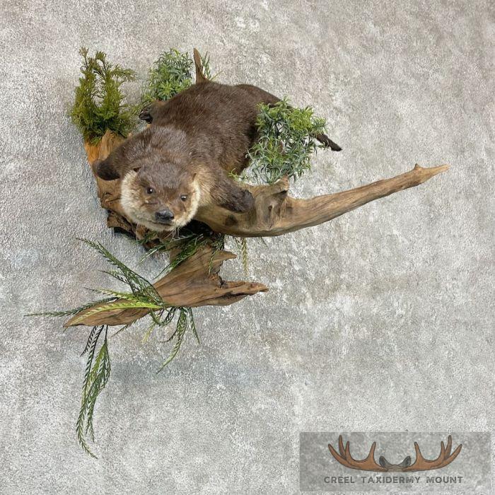River Otter Life-Size Taxidermy Mount For Sale - Image 4