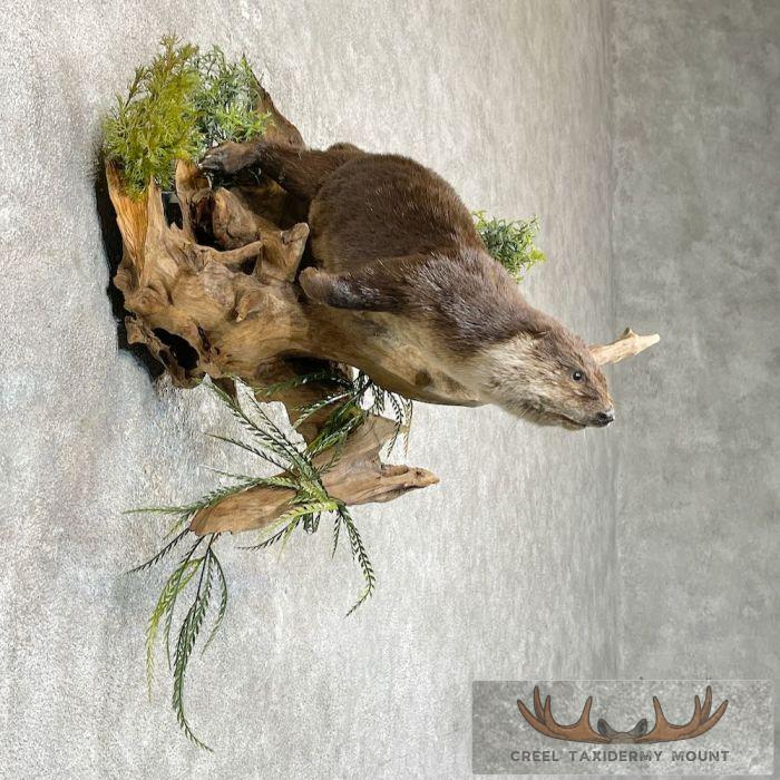 River Otter Life-Size Taxidermy Mount For Sale - Image 5