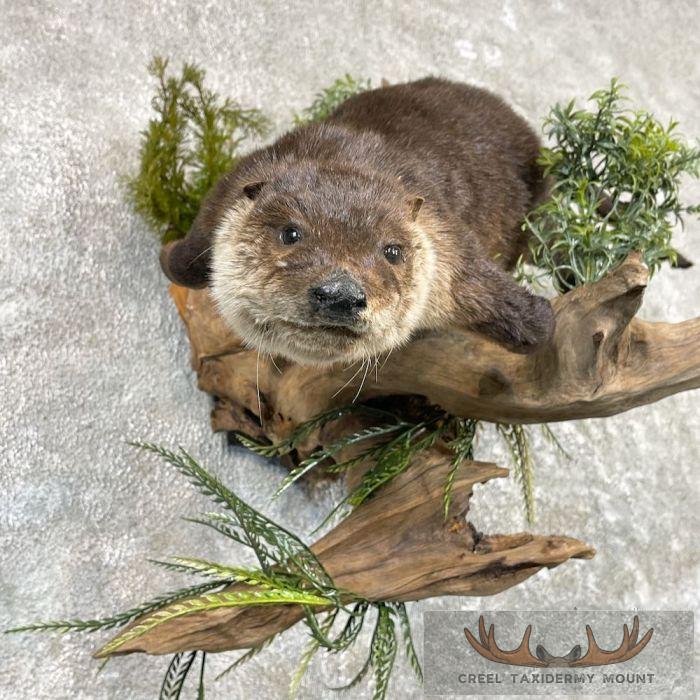 River Otter Life-Size Taxidermy Mount For Sale - Image 6