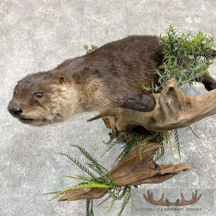 River Otter Life-Size Taxidermy Mount For Sale - Image 7
