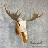Moose Skull European Taxidermy Mount For Sale - Image 3