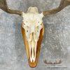 Moose Skull European Taxidermy Mount For Sale - Image 4