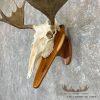 Moose Skull European Taxidermy Mount For Sale - Image 5