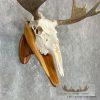 Moose Skull European Taxidermy Mount For Sale - Image 6