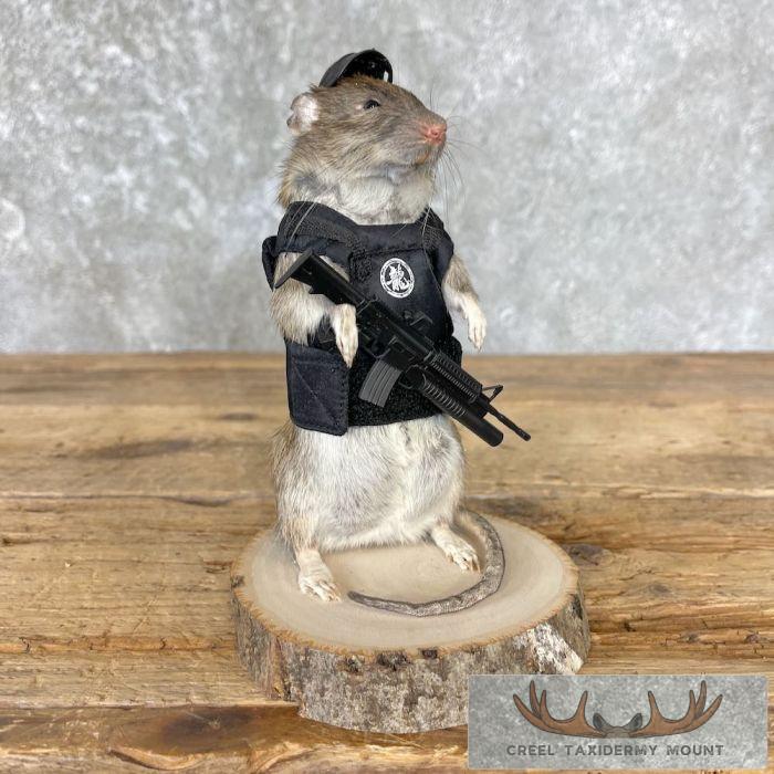 Tactical Rat Novelty Taxidermy Mount For Sale - Image 2