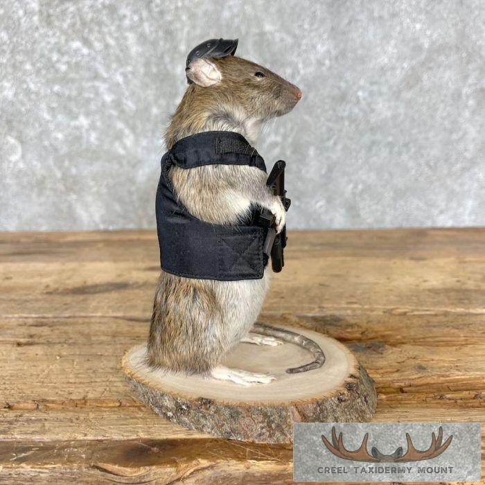 Tactical Rat Novelty Taxidermy Mount For Sale - Image 3