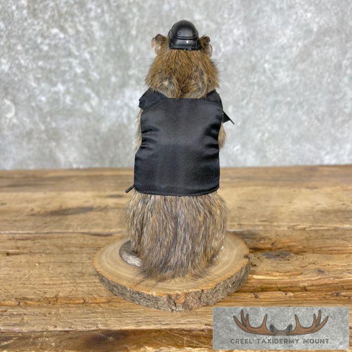 Tactical Rat Novelty Taxidermy Mount For Sale - Image 4