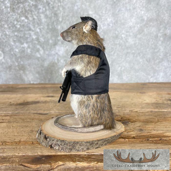Tactical Rat Novelty Taxidermy Mount For Sale - Image 5