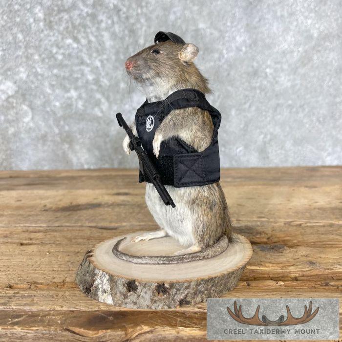 Tactical Rat Novelty Taxidermy Mount For Sale - Image 6