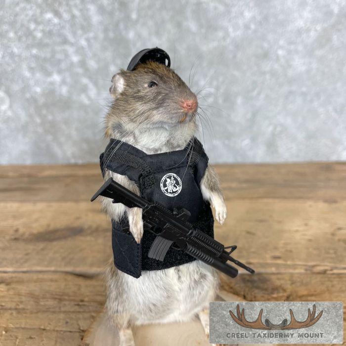 Tactical Rat Novelty Taxidermy Mount For Sale - Image 7