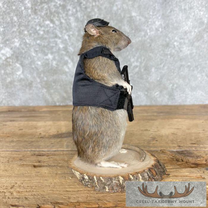 Tactical Rat Novelty Taxidermy Mount For Sale - Image 2