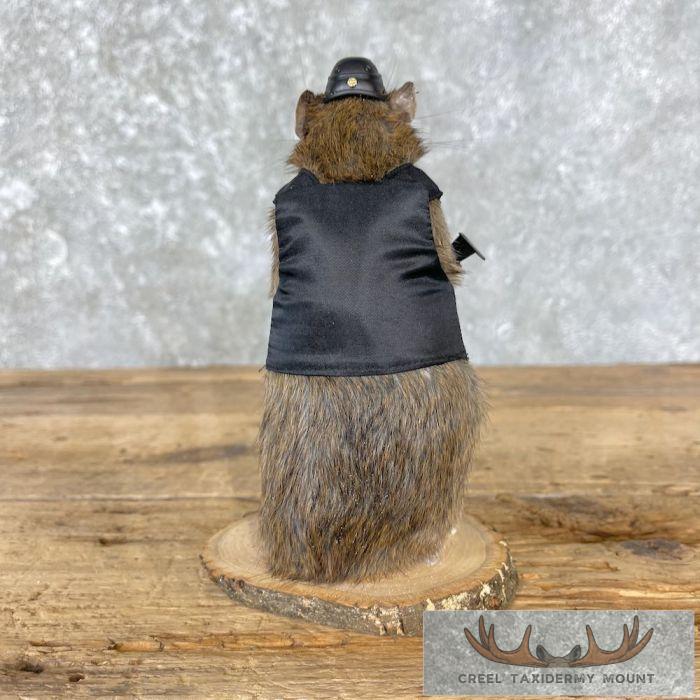 Tactical Rat Novelty Taxidermy Mount For Sale - Image 3