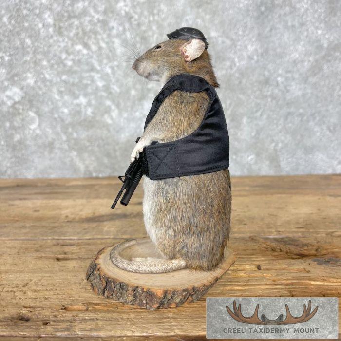 Tactical Rat Novelty Taxidermy Mount For Sale - Image 4