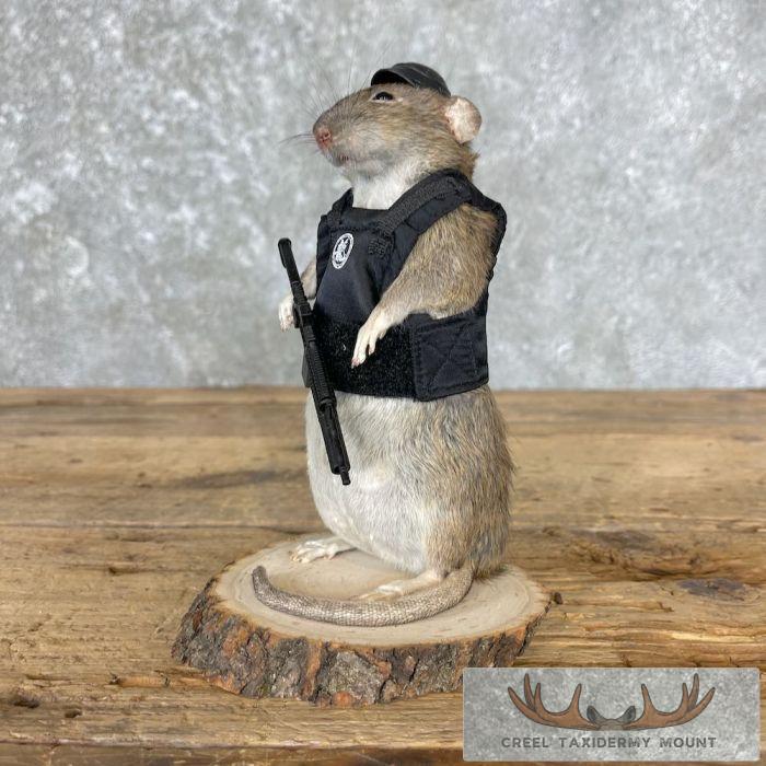 Tactical Rat Novelty Taxidermy Mount For Sale - Image 5
