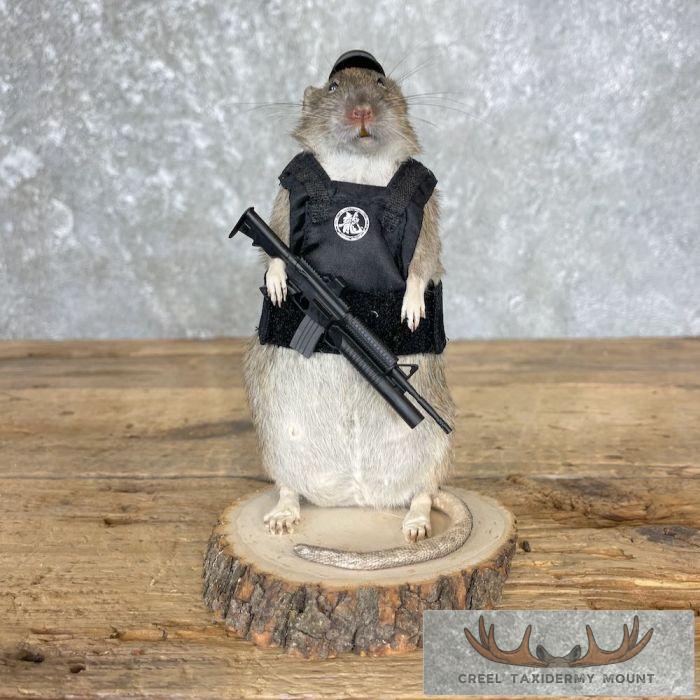 Tactical Rat Novelty Taxidermy Mount For Sale - Image 6