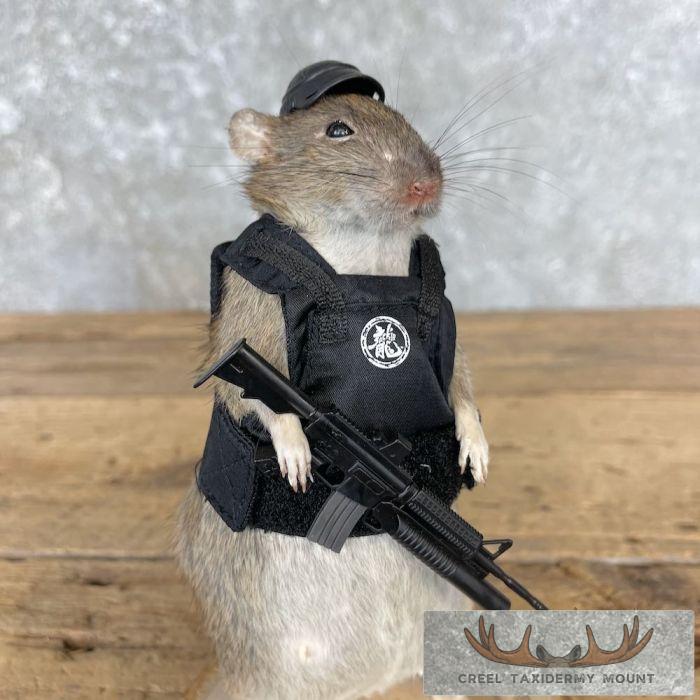 Tactical Rat Novelty Taxidermy Mount For Sale - Image 7
