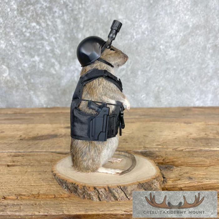 Swat Rat Novelty Taxidermy Mount For Sale - Image 3