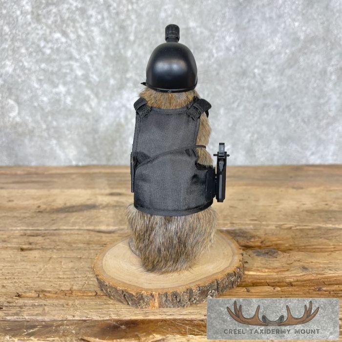 Swat Rat Novelty Taxidermy Mount For Sale - Image 4