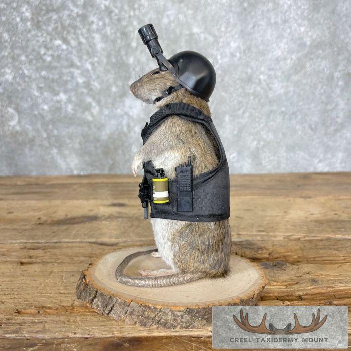 Swat Rat Novelty Taxidermy Mount For Sale - Image 5