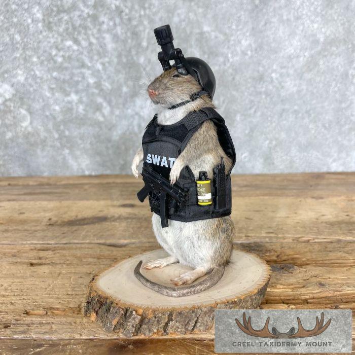 Swat Rat Novelty Taxidermy Mount For Sale - Image 6
