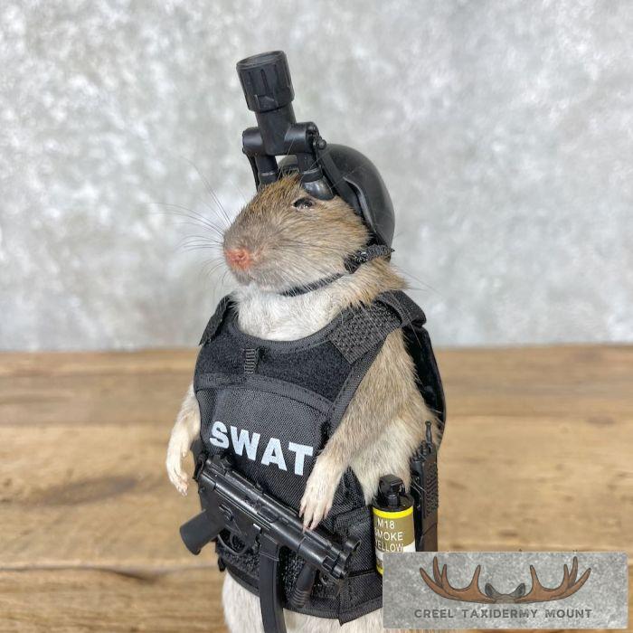 Swat Rat Novelty Taxidermy Mount For Sale - Image 7