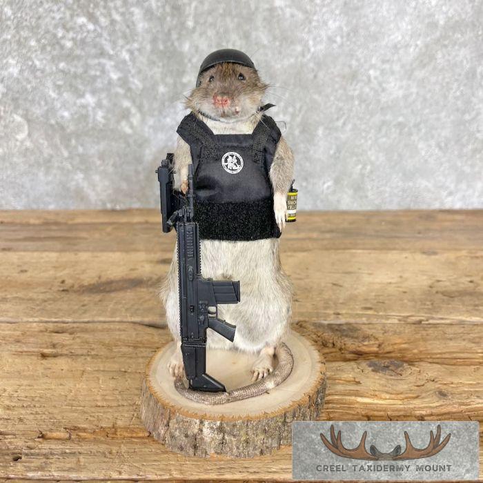 Tactical Rat Novelty Taxidermy Mount For Sale - Image 2