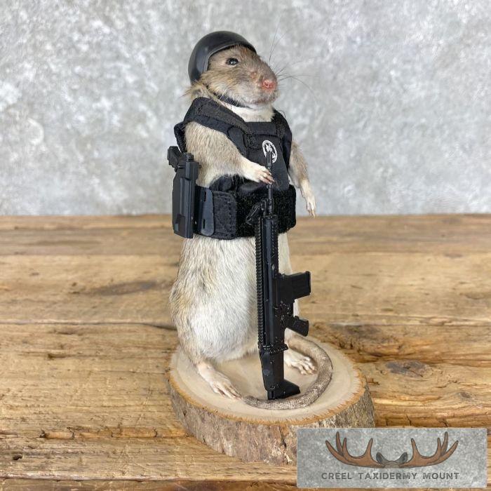 Tactical Rat Novelty Taxidermy Mount For Sale - Image 3
