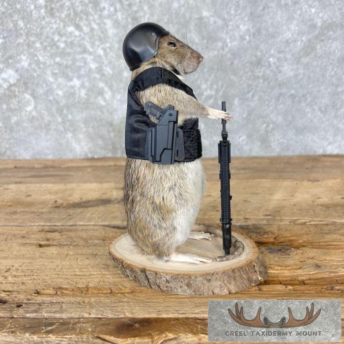 Tactical Rat Novelty Taxidermy Mount For Sale - Image 4
