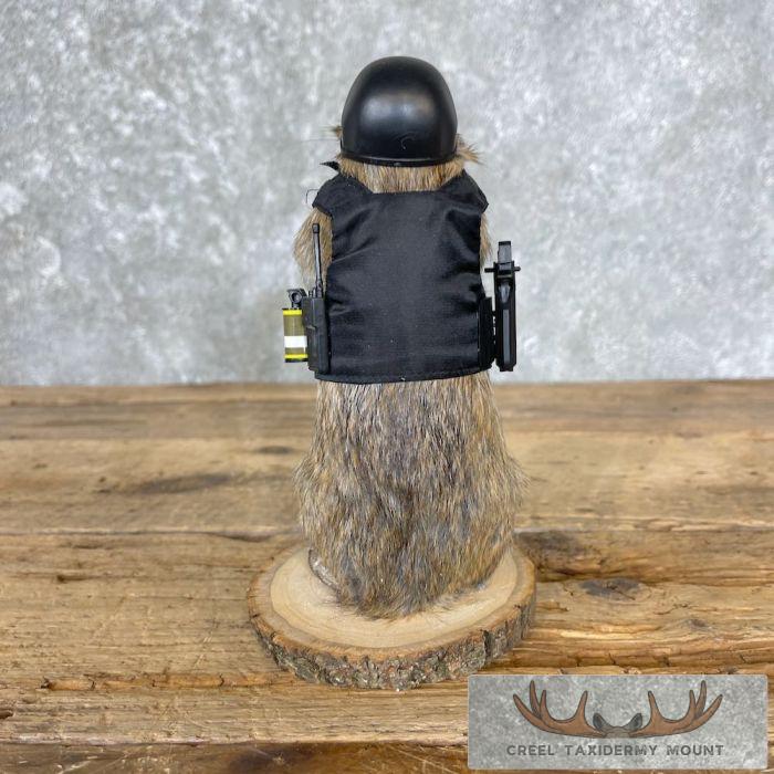 Tactical Rat Novelty Taxidermy Mount For Sale - Image 5