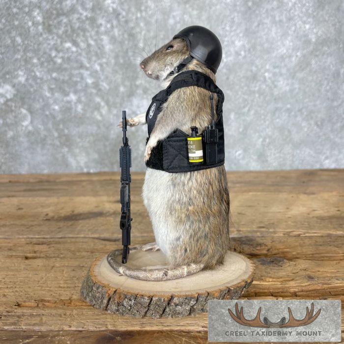 Tactical Rat Novelty Taxidermy Mount For Sale - Image 6