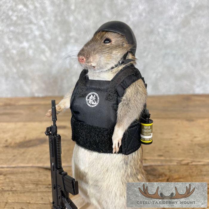 Tactical Rat Novelty Taxidermy Mount For Sale - Image 7