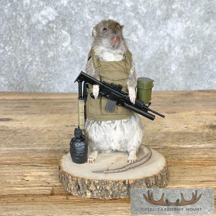 Patriot Rat Novelty Taxidermy Mount For Sale - Image 2