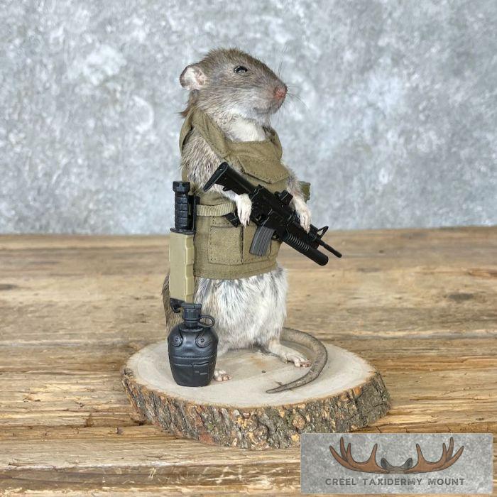Patriot Rat Novelty Taxidermy Mount For Sale - Image 3