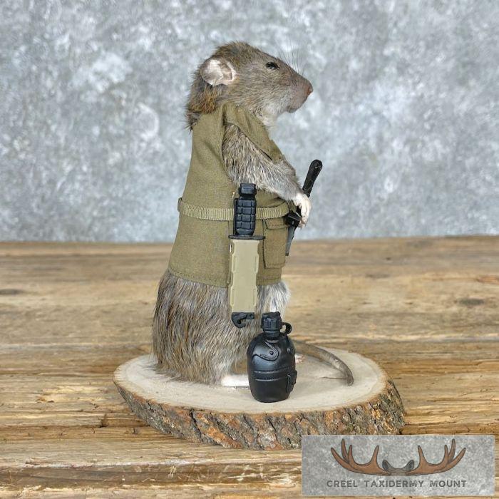 Patriot Rat Novelty Taxidermy Mount For Sale - Image 4
