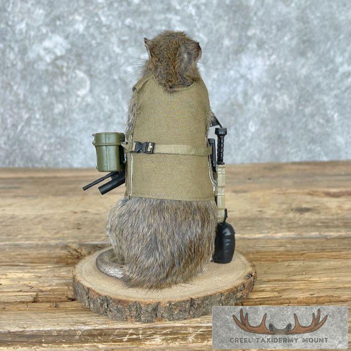 Patriot Rat Novelty Taxidermy Mount For Sale - Image 5