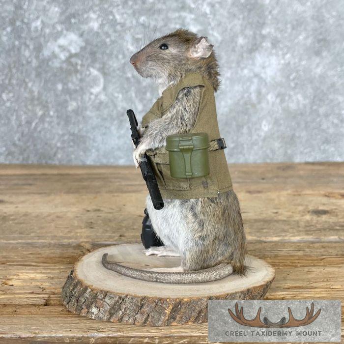 Patriot Rat Novelty Taxidermy Mount For Sale - Image 6