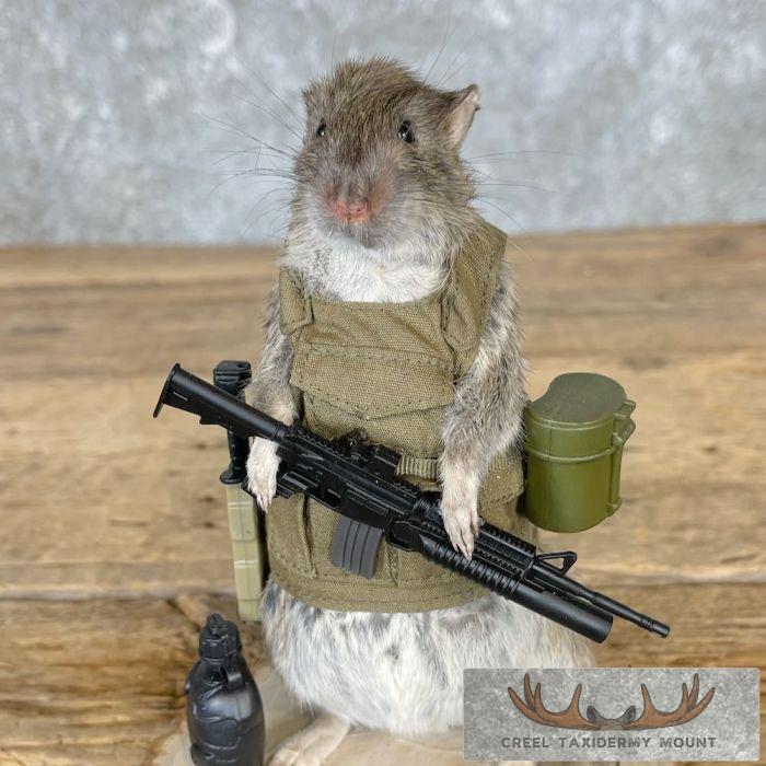 Patriot Rat Novelty Taxidermy Mount For Sale - Image 7