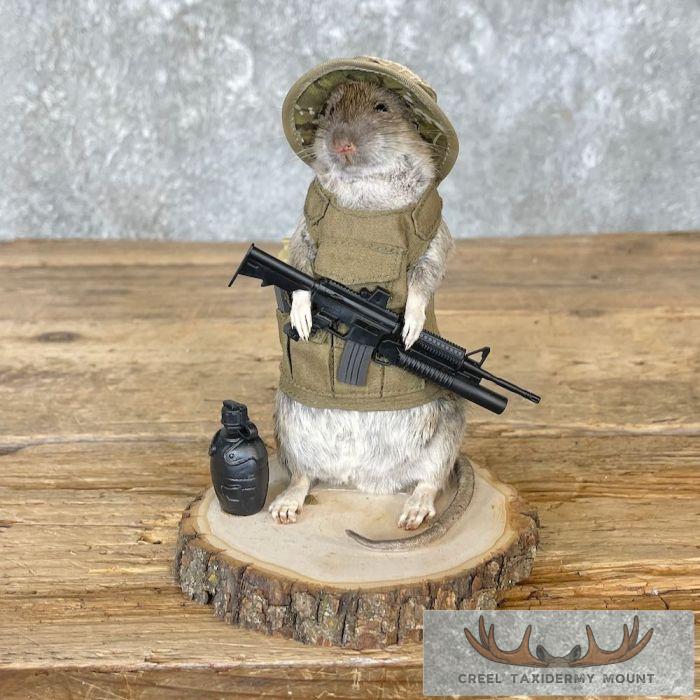 Patriot Rat Novelty Taxidermy Mount For Sale - Image 2