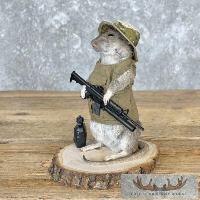 Patriot Rat Novelty Taxidermy Mount For Sale - Image 3