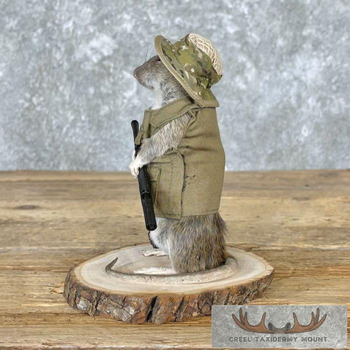 Patriot Rat Novelty Taxidermy Mount For Sale - Image 4