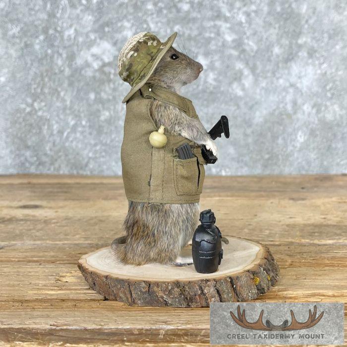 Patriot Rat Novelty Taxidermy Mount For Sale - Image 6