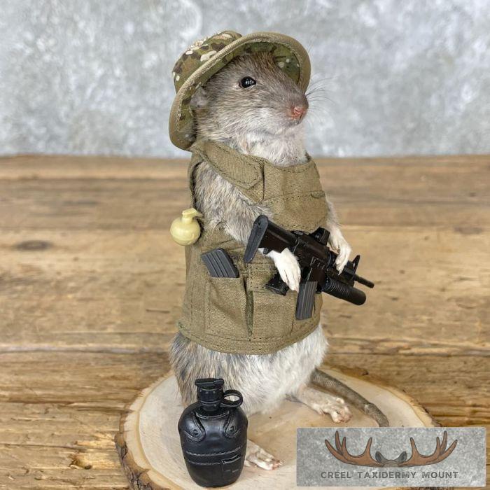 Patriot Rat Novelty Taxidermy Mount For Sale - Image 7