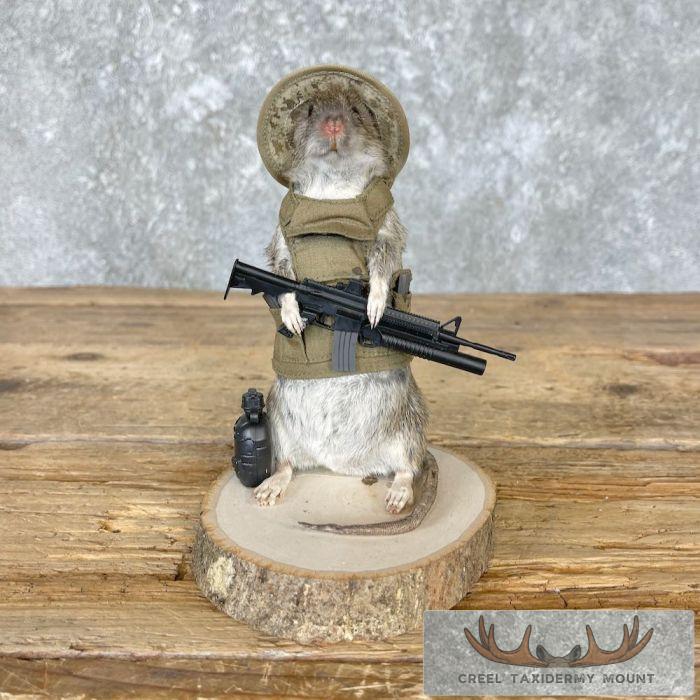 Patriot Rat Novelty Taxidermy Mount For Sale - Image 2