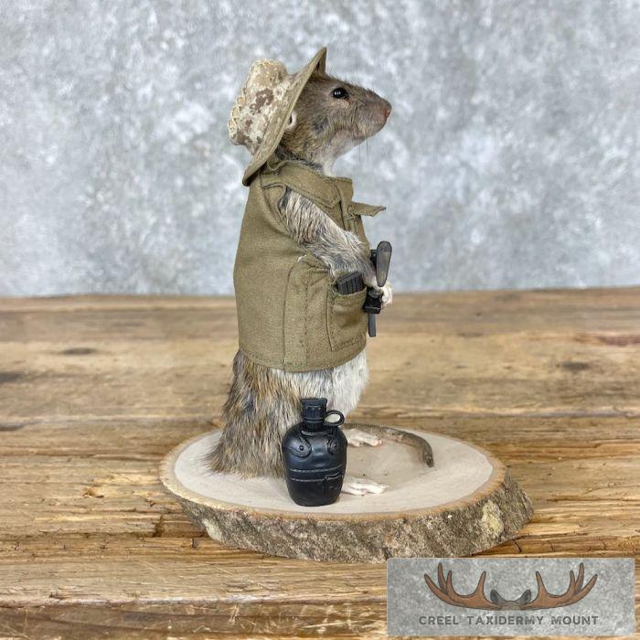 Patriot Rat Novelty Taxidermy Mount For Sale - Image 3
