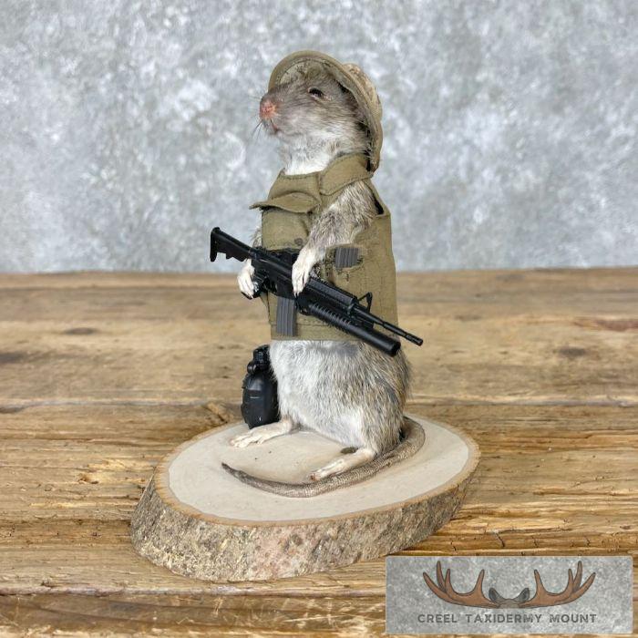 Patriot Rat Novelty Taxidermy Mount For Sale - Image 6