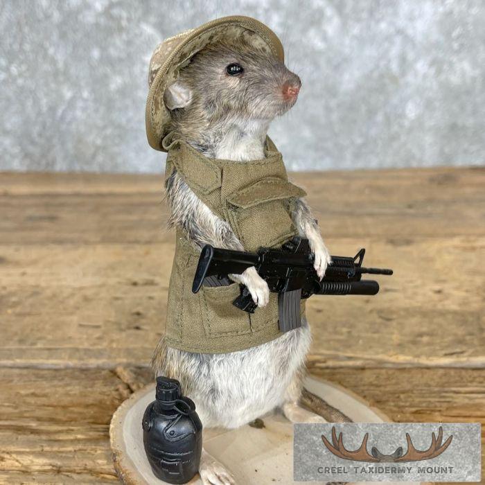 Patriot Rat Novelty Taxidermy Mount For Sale - Image 7